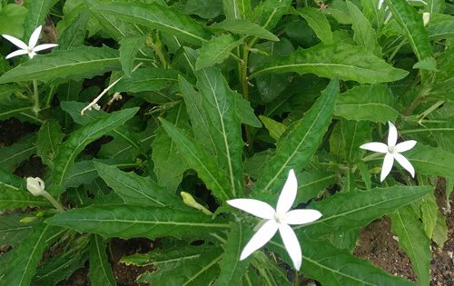 Fakta Menarik dan Manfaat Mengejutkan dari Bunga Kilotod (Laurentia longiflora)